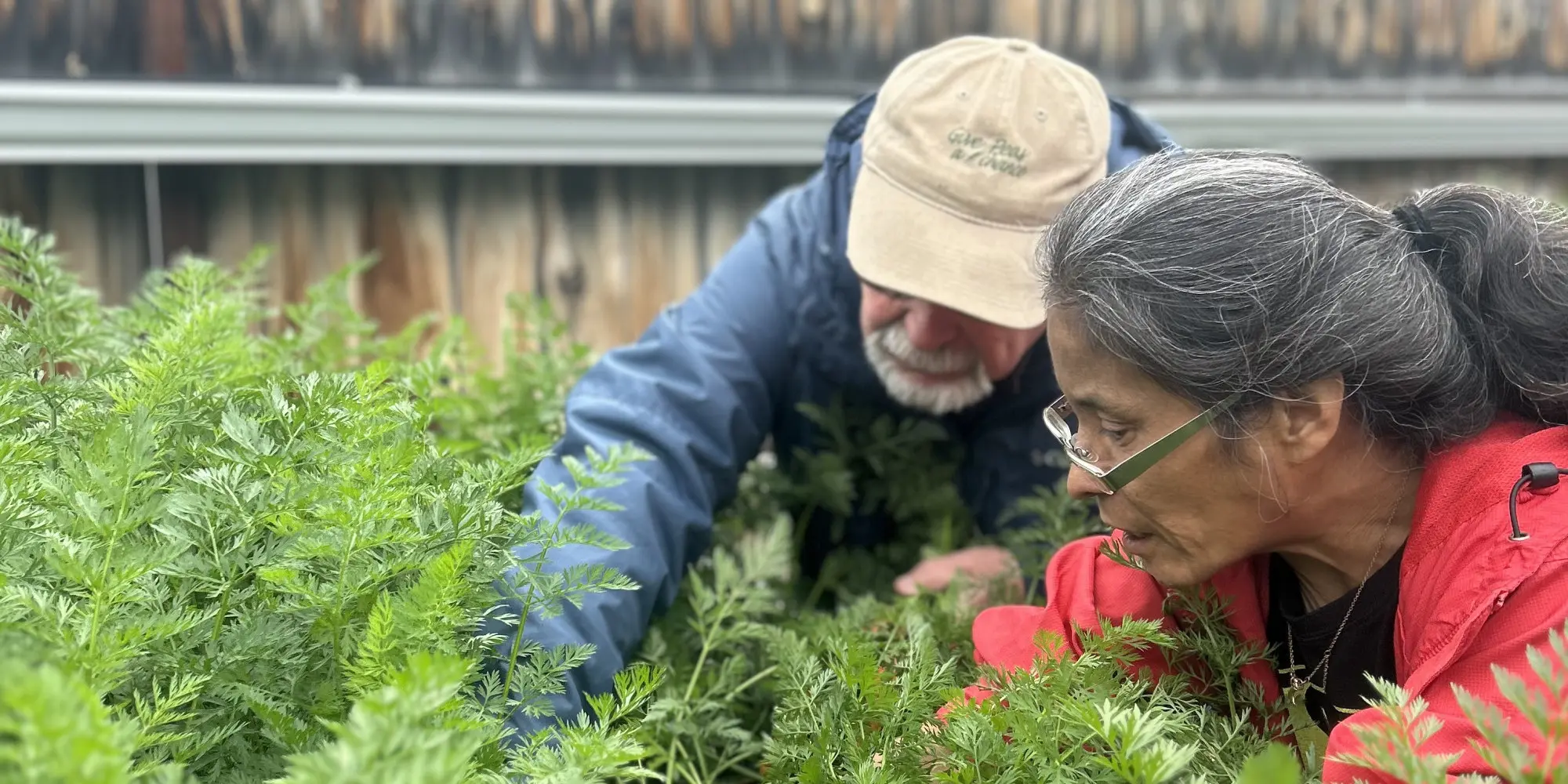https://yapc.ca/assets/images/page_footers/Backyard_Garden.jpeg